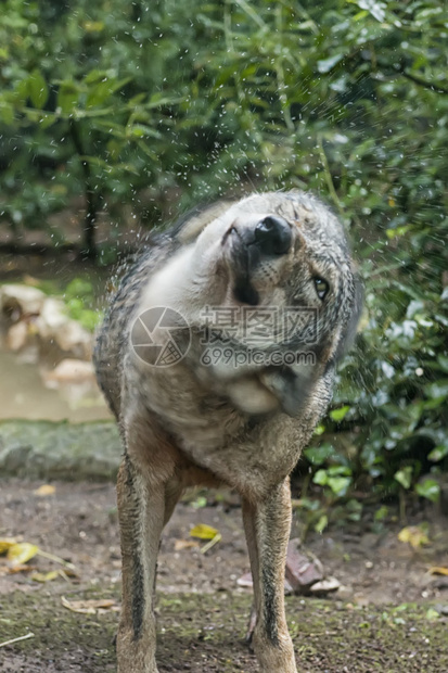 狼雨助力：提升网站可见度和流量的 SEO优化秘诀 (狼雨狼嗥)