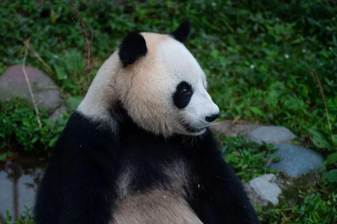 大熊猫点搜网络优化：优化体验，点燃无限精彩 (大熊猫资讯)